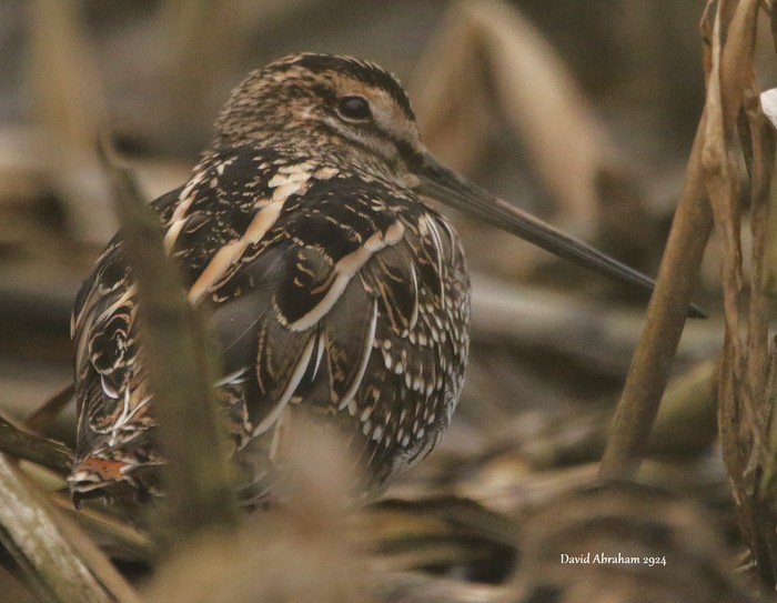 Snipe