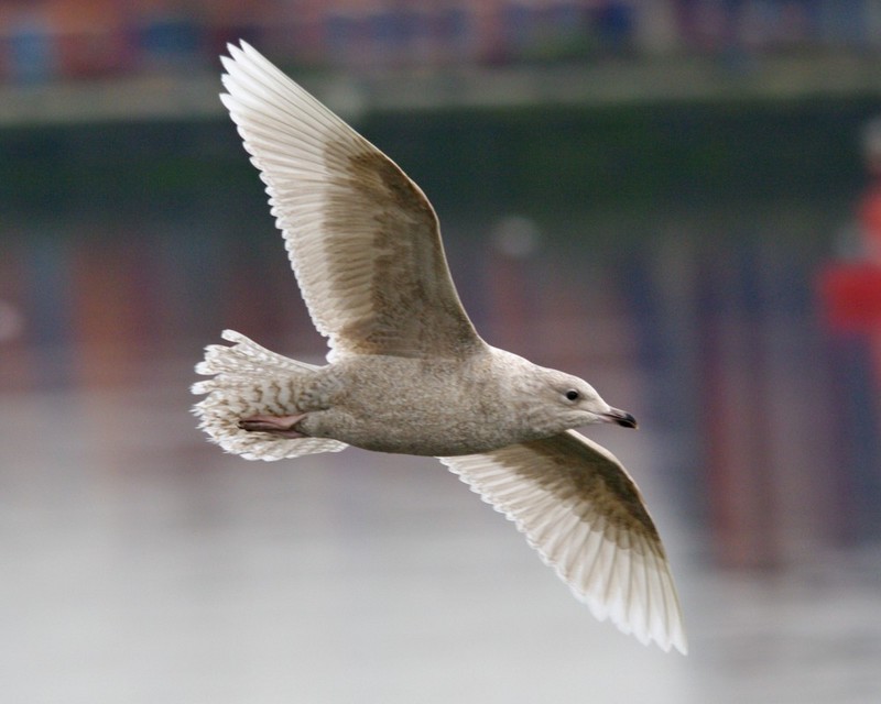 Iceland Gull