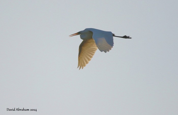 Great White Egret 
