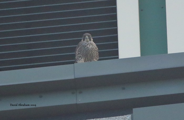 Peregrine 