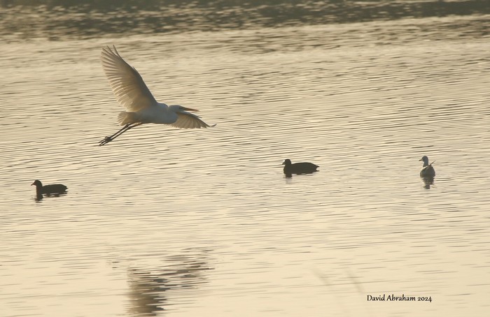 Great White Egret 