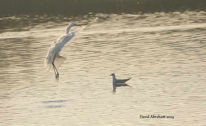 Great White Egret 