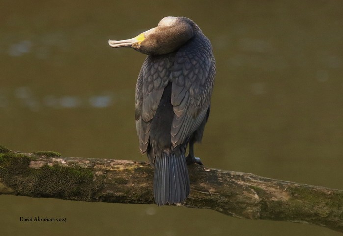 Cormorant 