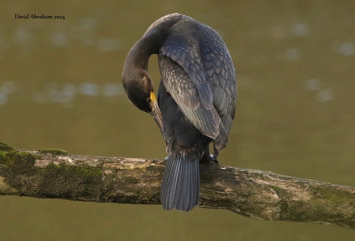Cormorant 