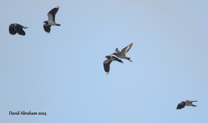 Black-tailed Godwit 