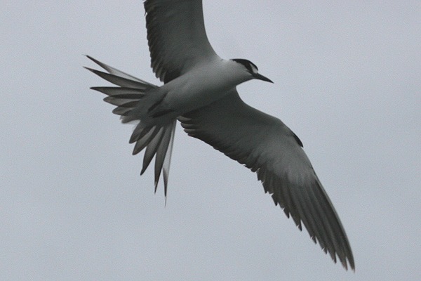 Sooty Tern