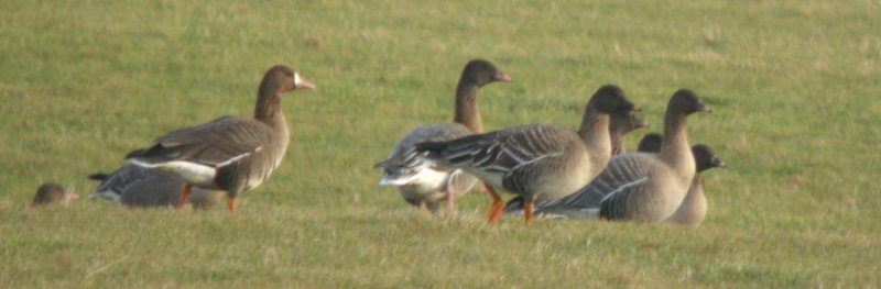 Tundra Bean Goose