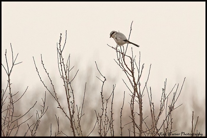 Great Grey Shrike