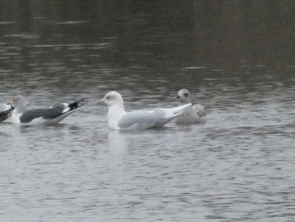 Iceland Gull