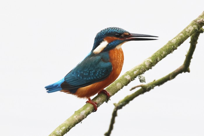 Kingfisher