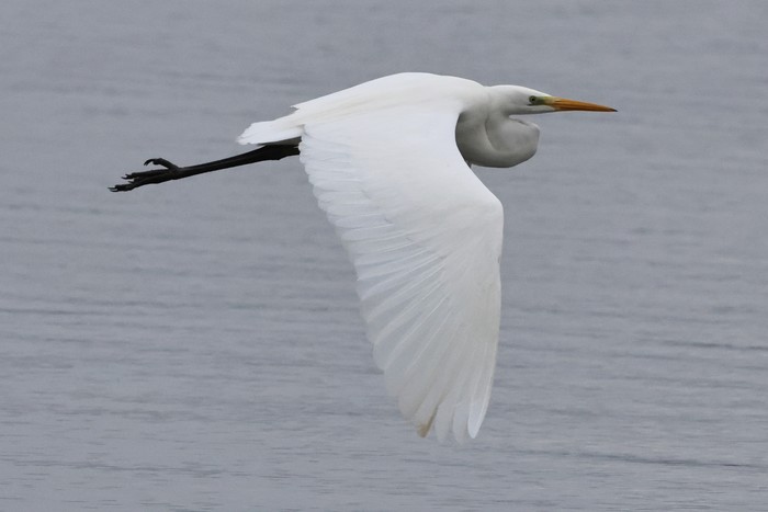 Great White Egret