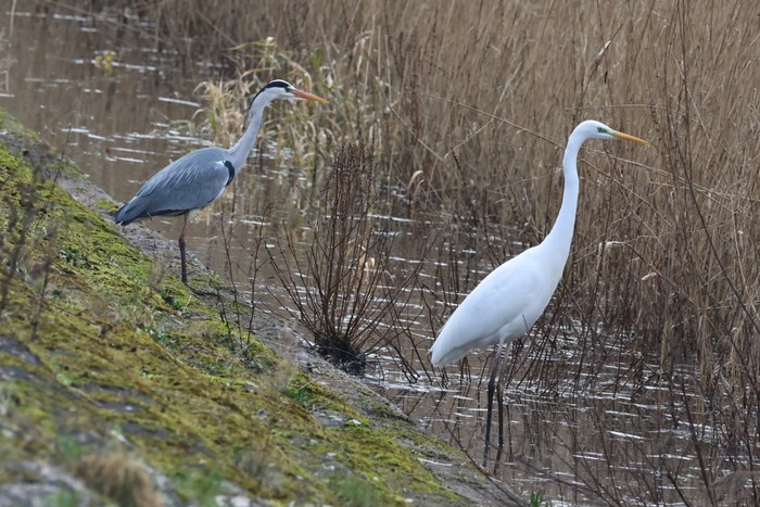 Great White Egret