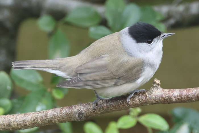 Blackcap