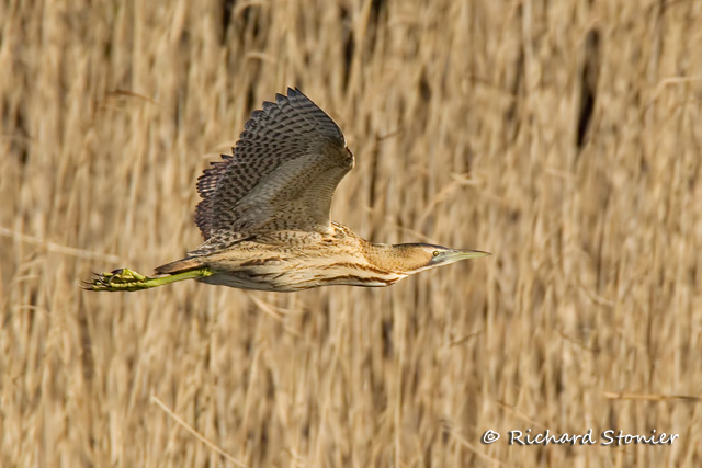Bittern