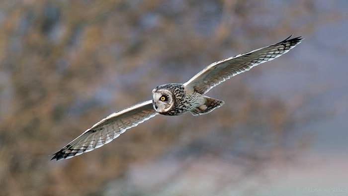 Short-eared Owl