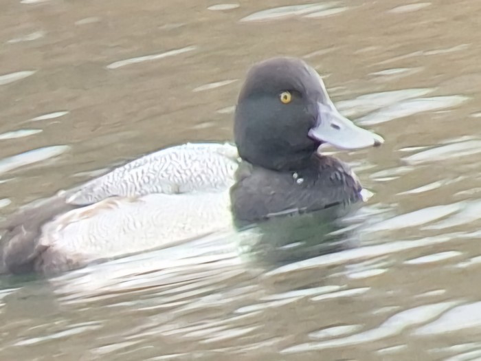 Lesser Scaup