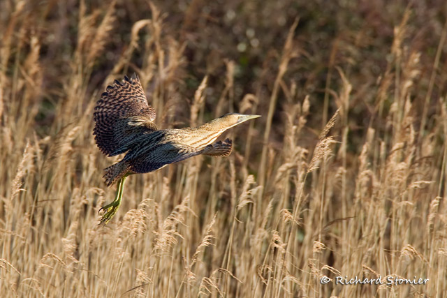 Bittern