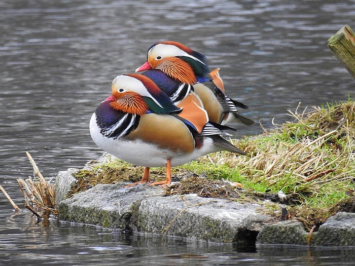 Mandarin Duck
