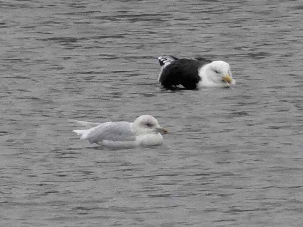 Iceland Gull