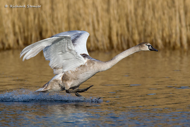 Mute Swan