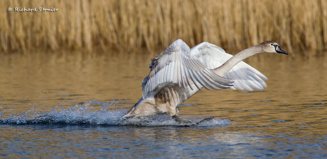 Mute Swan