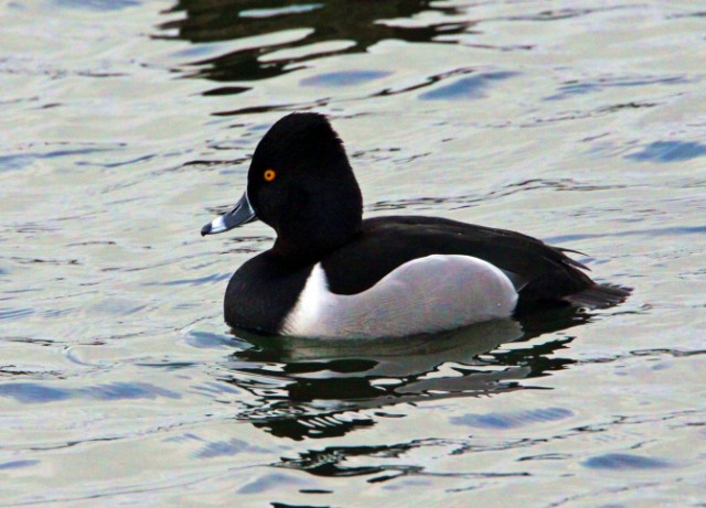 Ring-necked Duck