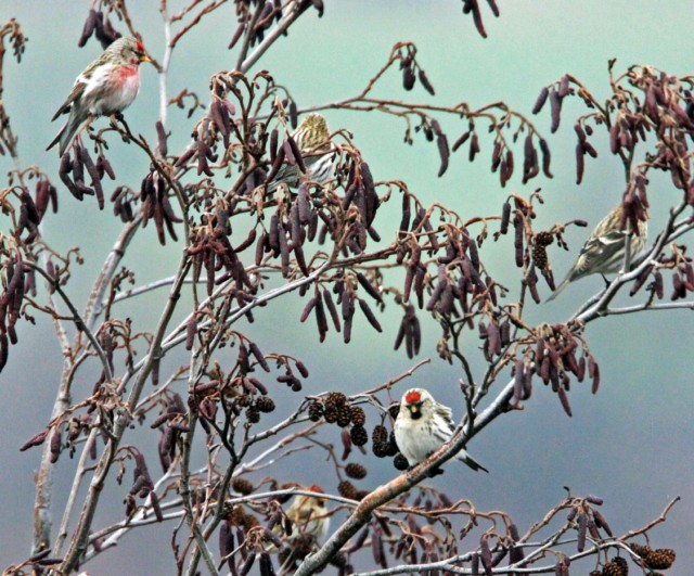 Coues's Arctic Redpoll