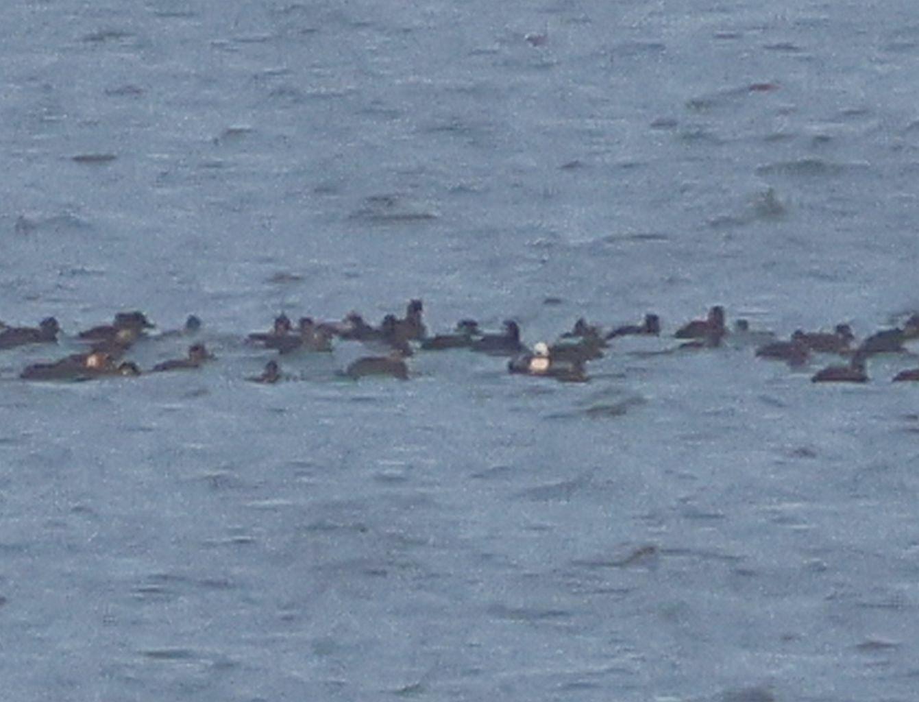 Long-tailed Duck