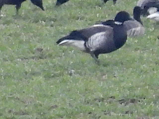 Brent Goose sp