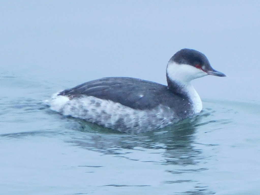 Slavonian Grebe