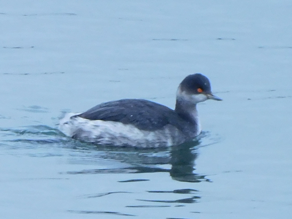 Black-necked Grebe