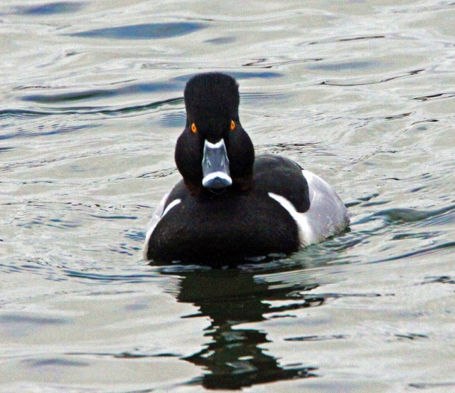 Ring-necked Duck