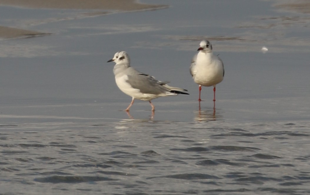 Bonaparte's Gull