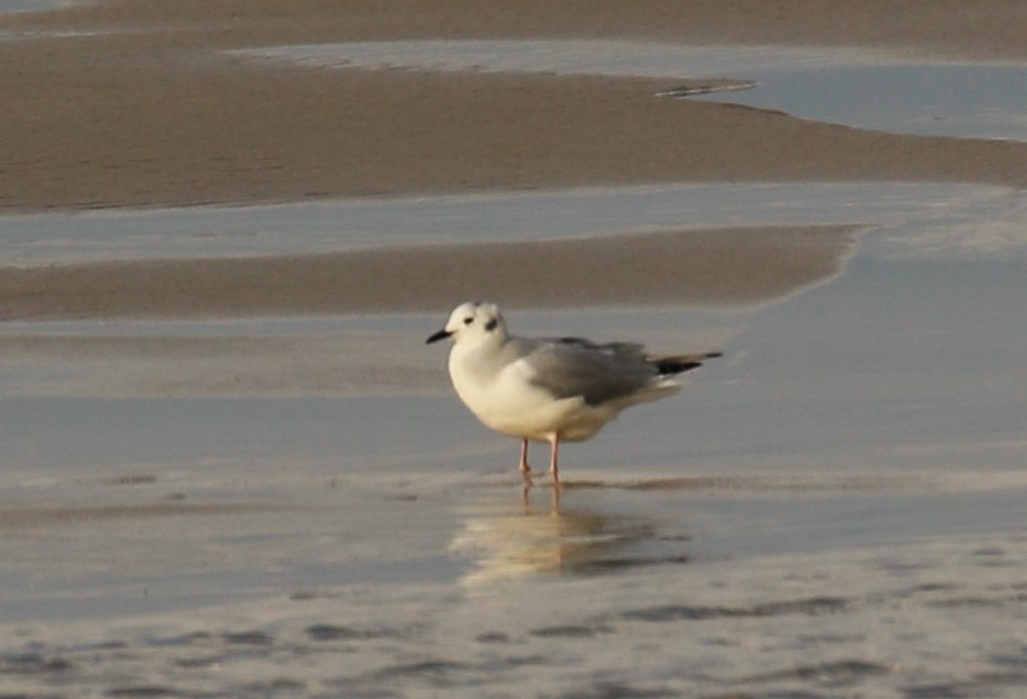 Bonaparte's Gull