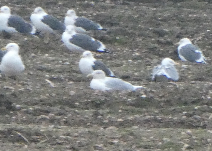 Glaucous Gull