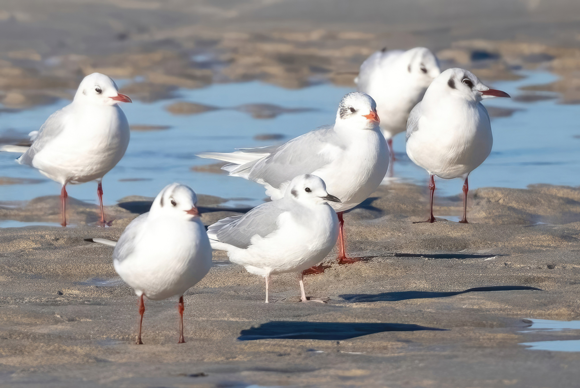 Bonaparte's Gull