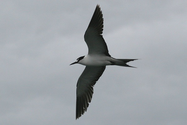 Sooty Tern