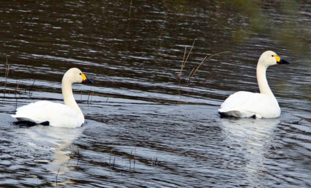 Bewick's Swan