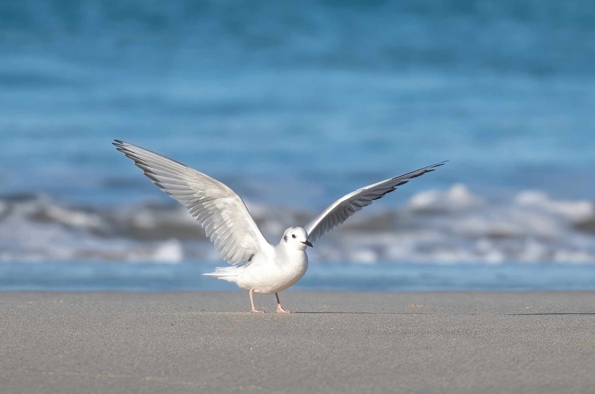 Bonaparte's Gull