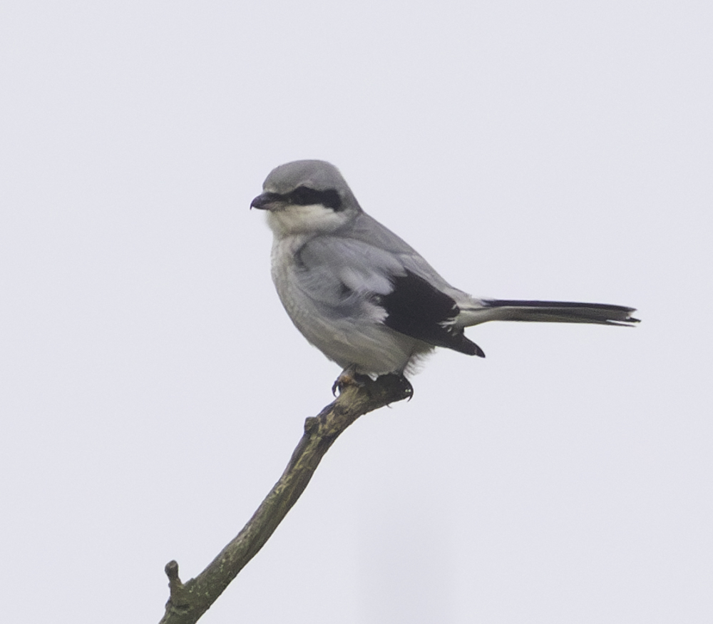 Great Grey Shrike