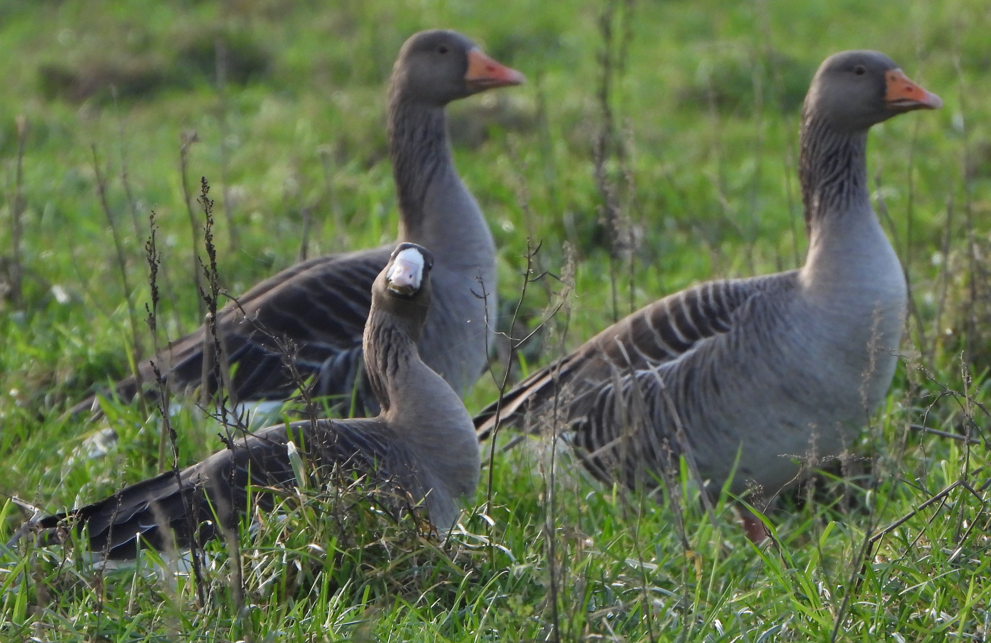 Russian White-fronted Goose