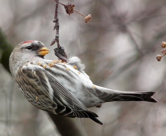 Mealy Redpoll