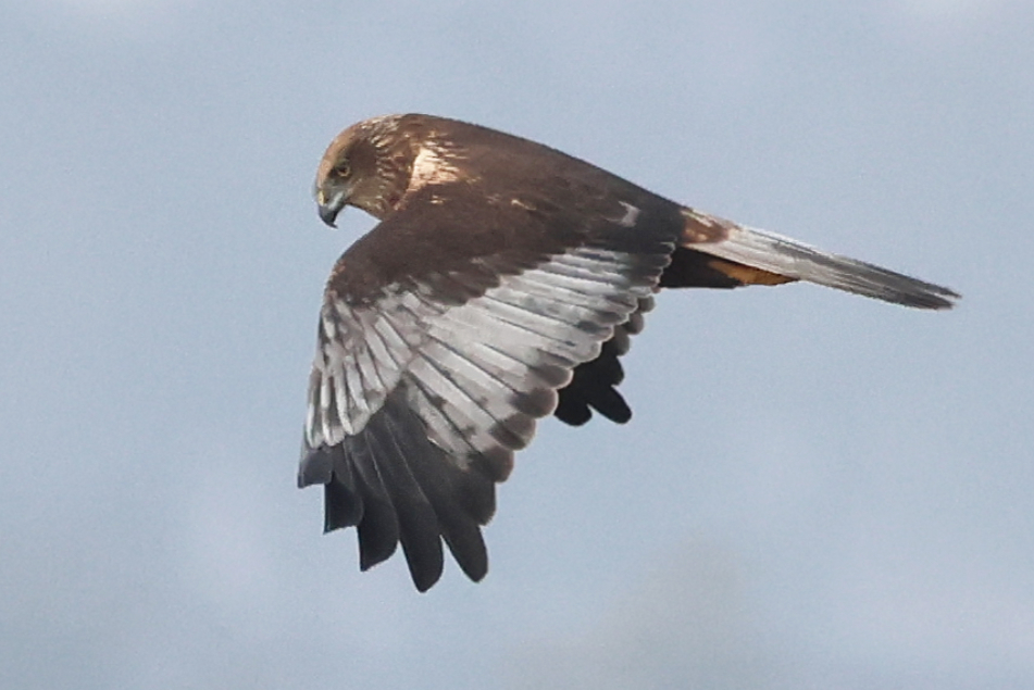 Marsh Harrier