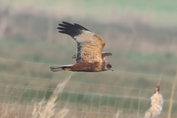 Marsh Harrier