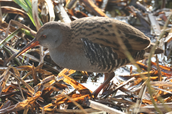 Water Rail