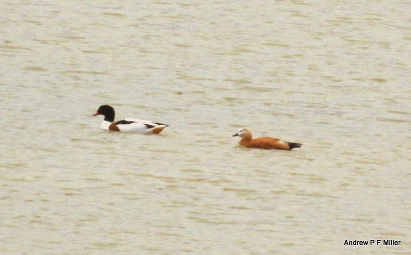 Ruddy Shelduck