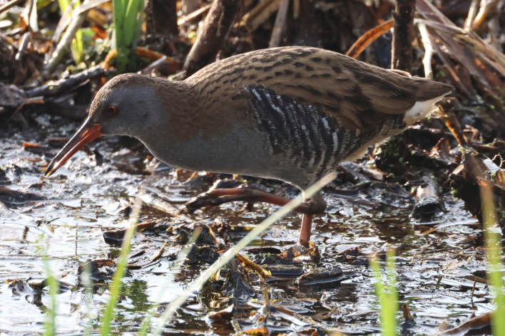 Water Rail