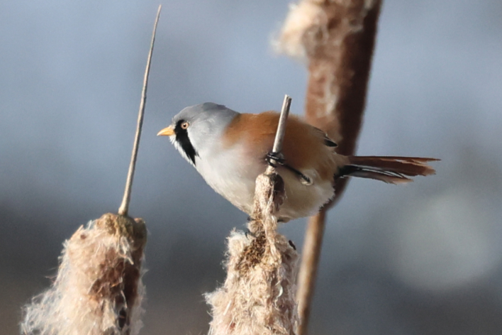 Bearded Tit