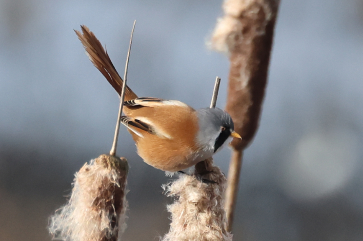 Bearded Tit