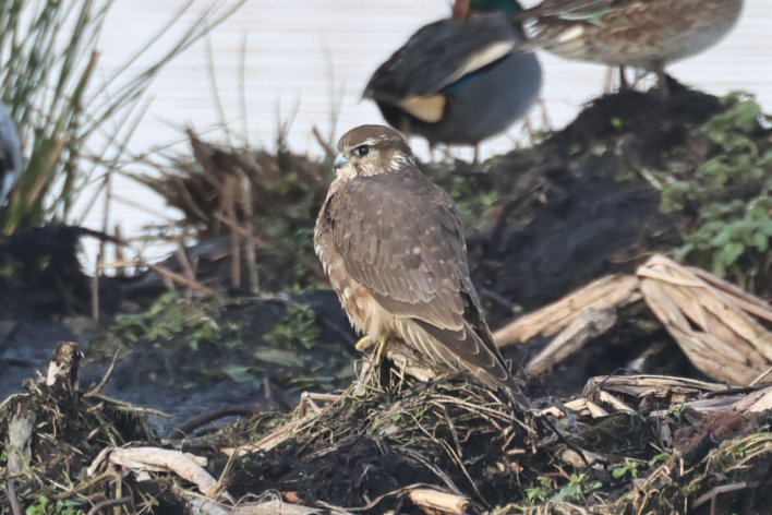 Merlin